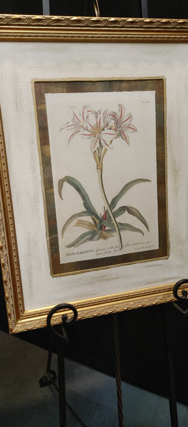 Lilio-Narcissus Framed Botanical Print