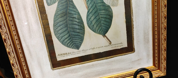 Magnolia Botanical Framed Print