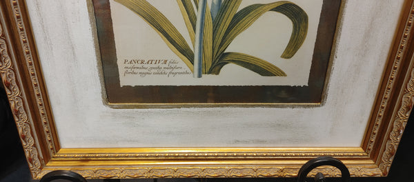 Pancratium Framed Botanical Print
