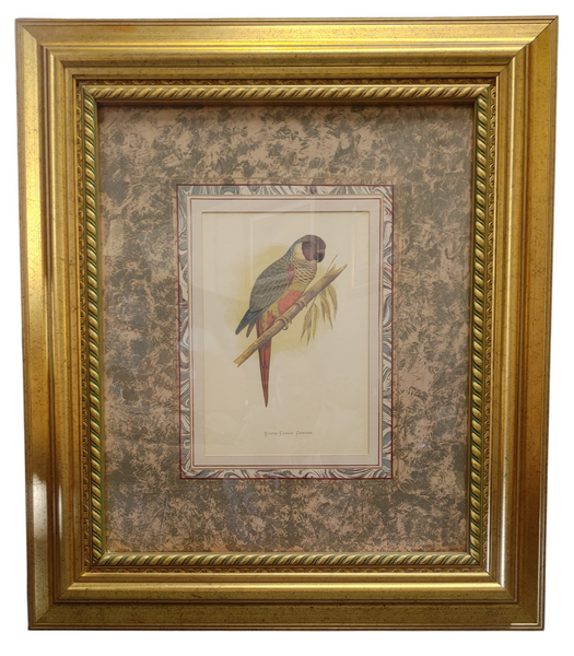 "White Eared Conure" Framed Bird Print