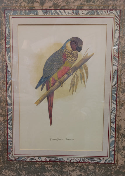 "White Eared Conure" Framed Bird Print