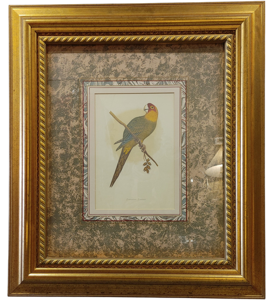 Carolina Parrot Framed Print