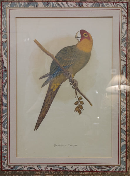 Carolina Parrot Framed Print