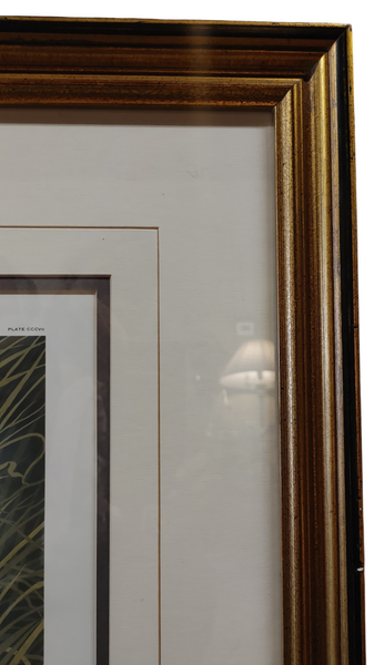 Audubon Blue Crane Heron Framed Bird Print