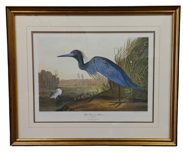 Audubon Blue Crane Heron Framed Bird Print