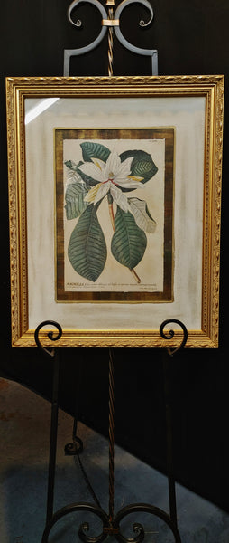 Magnolia Botanical Framed Print