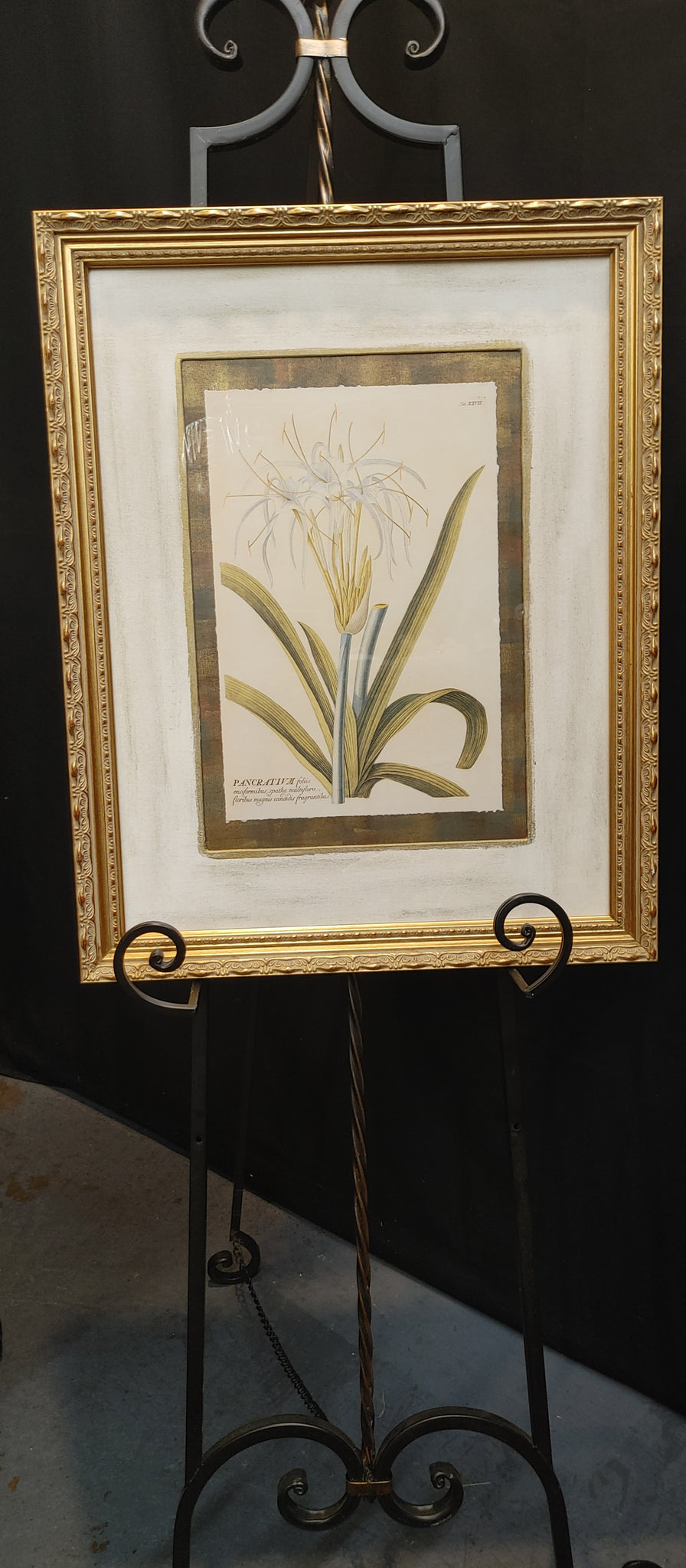 Pancratium Framed Botanical Print