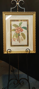 Plumeria Framed Botanical Print
